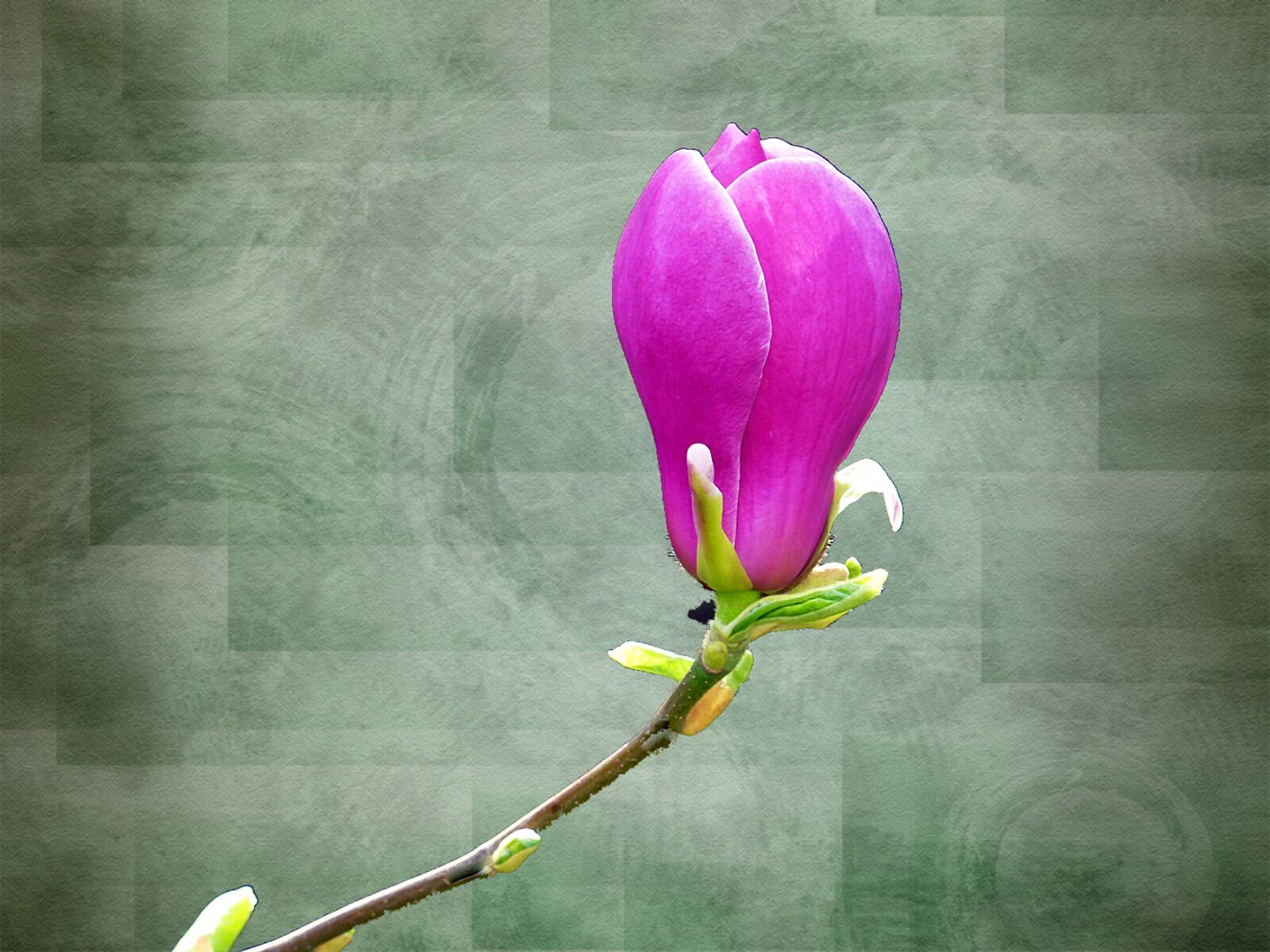 Panasonic DMC-TZ7 sample photo. Magnolia, flower, nature photography