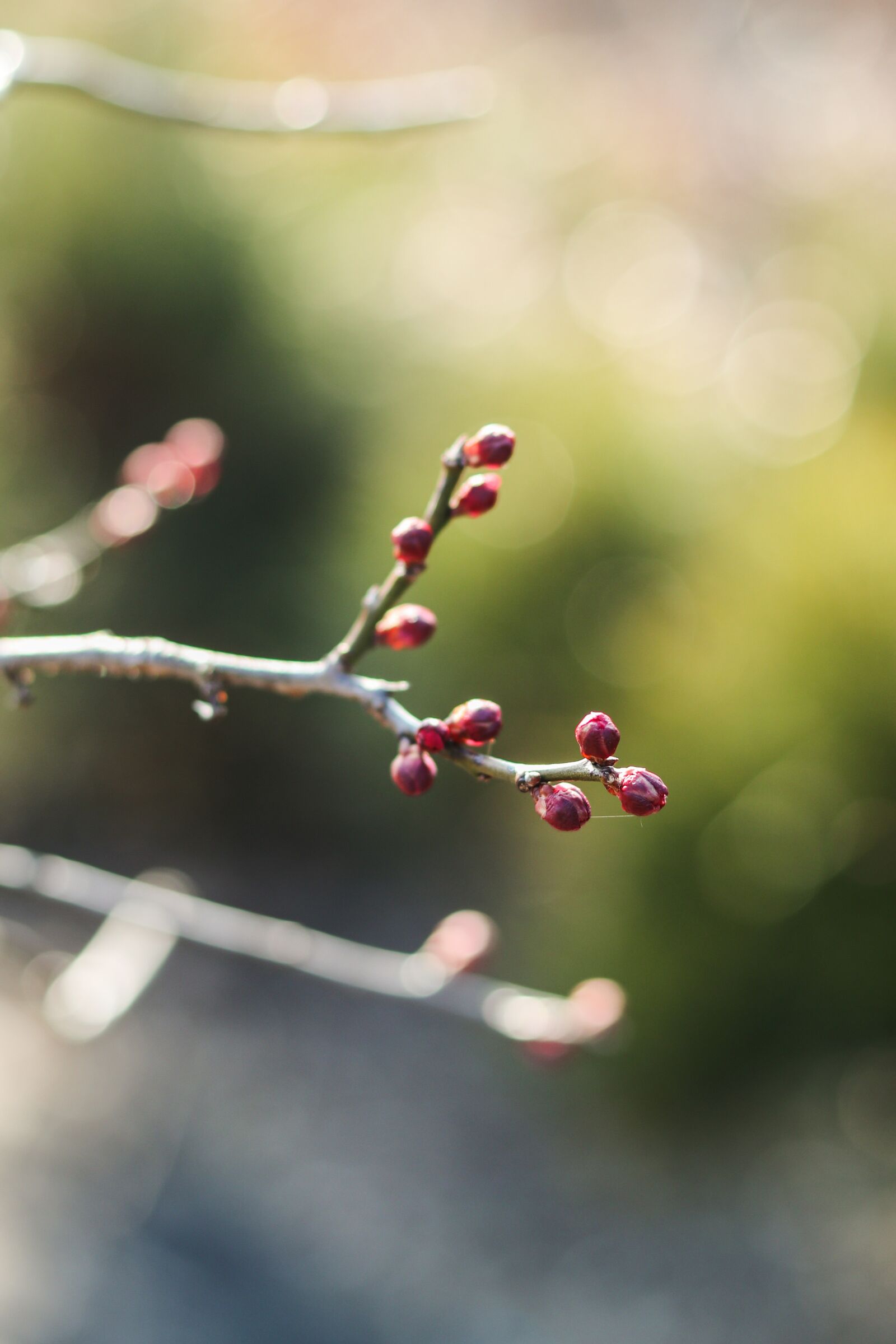 Canon EOS M6 + Canon EF 50mm F1.8 STM sample photo. Nature, buds, plant photography
