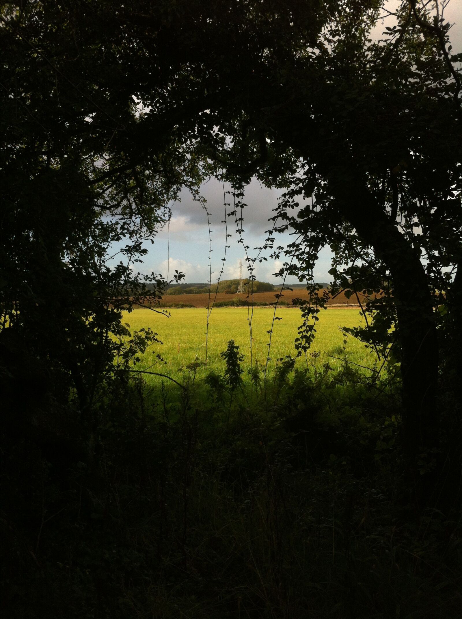 iPhone 4 back camera 3.85mm f/2.8 sample photo. Forest, pasture, discernment photography
