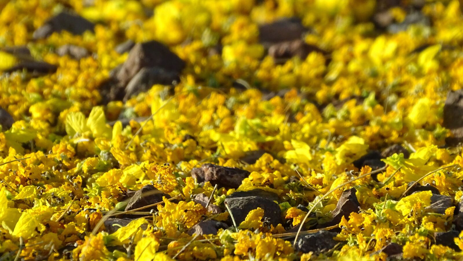 Sony Cyber-shot DSC-HX400V sample photo. Yellow, flowers, nature photography