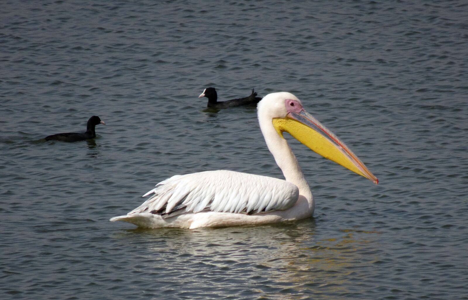 Sony Cyber-shot DSC-HX90V sample photo. Bird, great white pelican photography