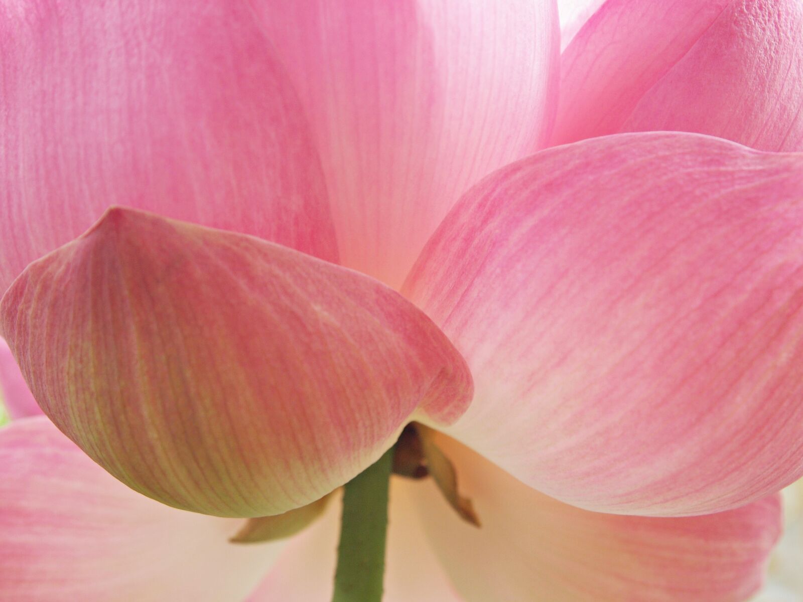 Olympus PEN E-PL1 sample photo. Flowers, tree, lotus photography