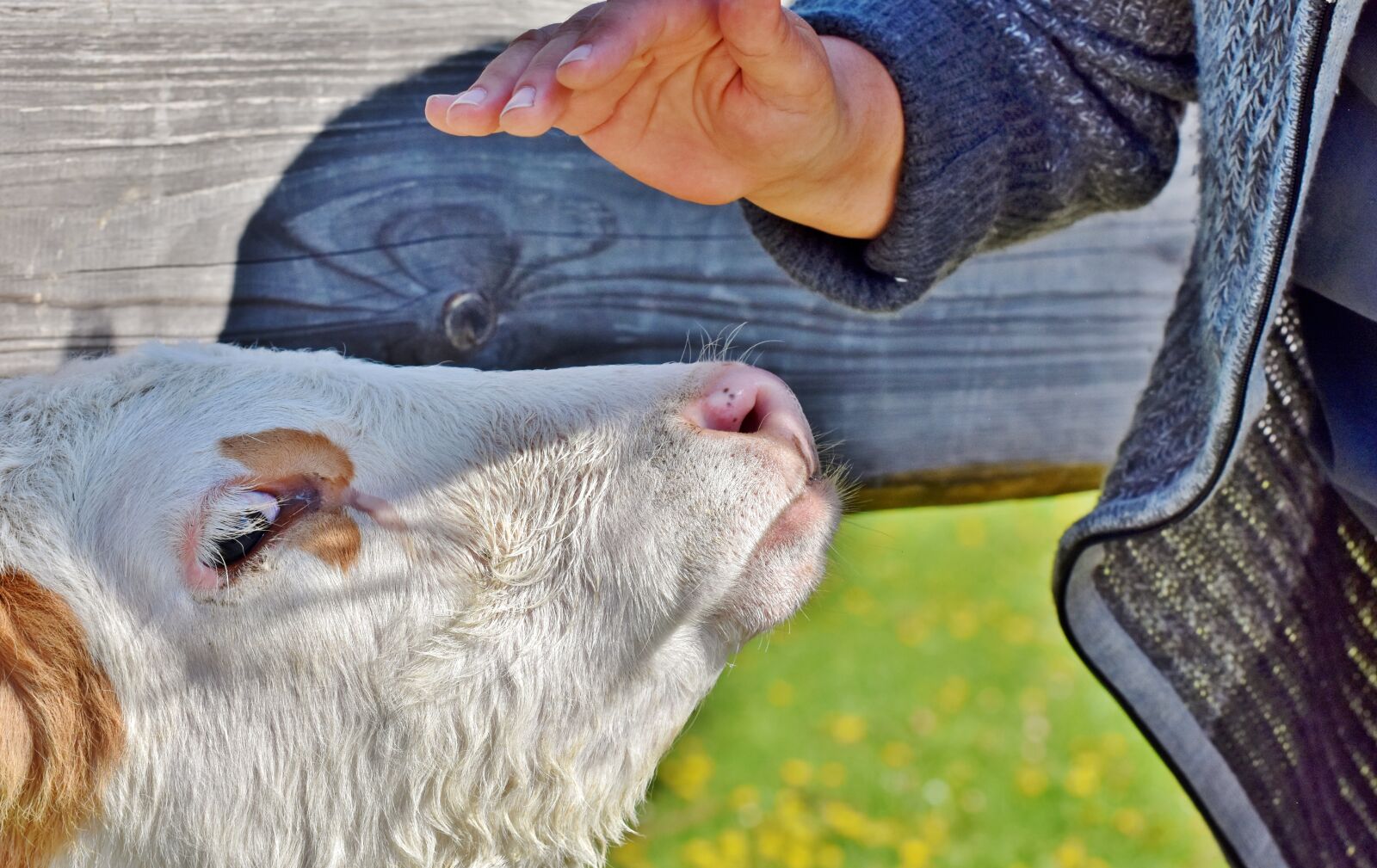 Nikon D7200 sample photo. Calf, beef, cow photography