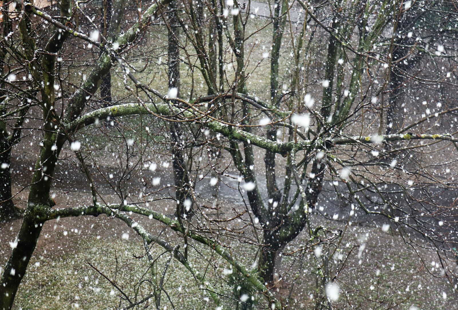 Canon EOS M6 sample photo. Spring, snow, weather photography