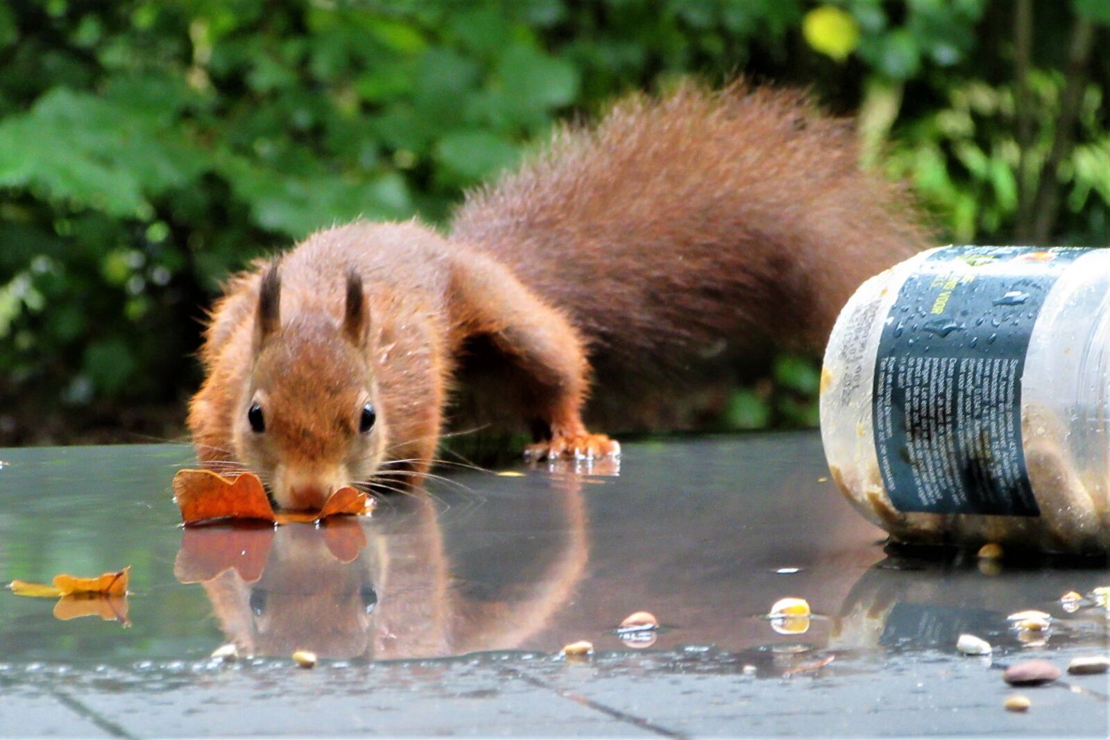 Canon PowerShot SX610 HS sample photo. Squirrel, drinking, garden table photography