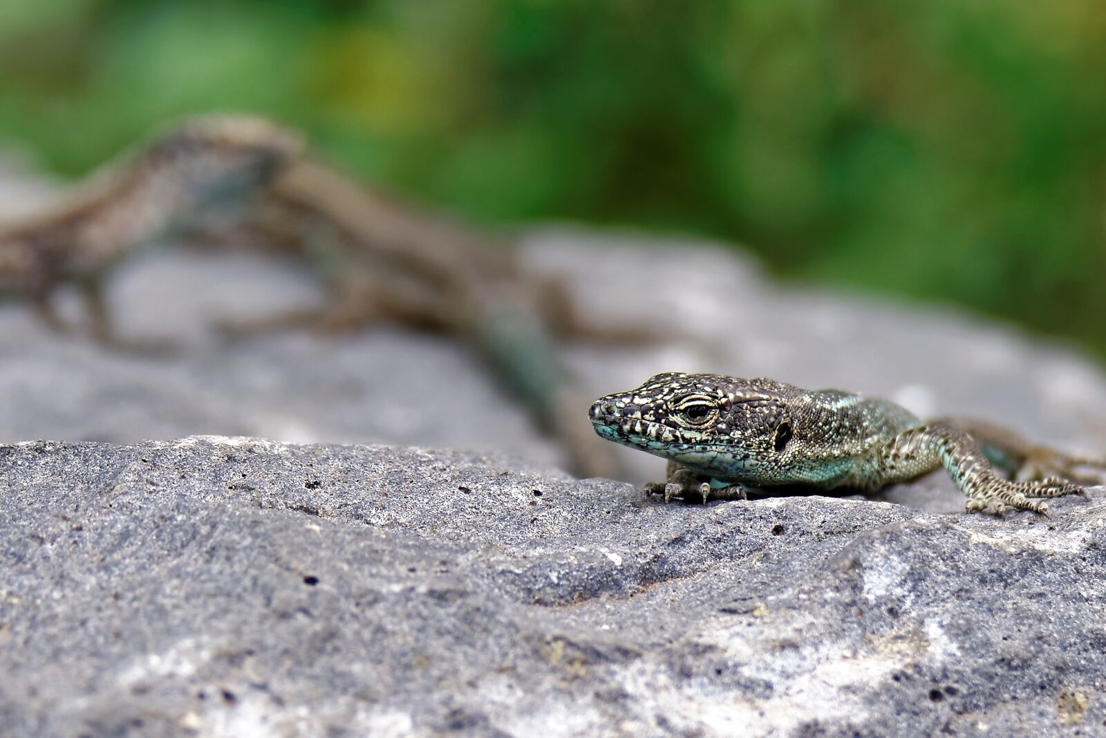 Panasonic Lumix DMC-FZ1000 sample photo. Lizard, stone wall, reptile photography
