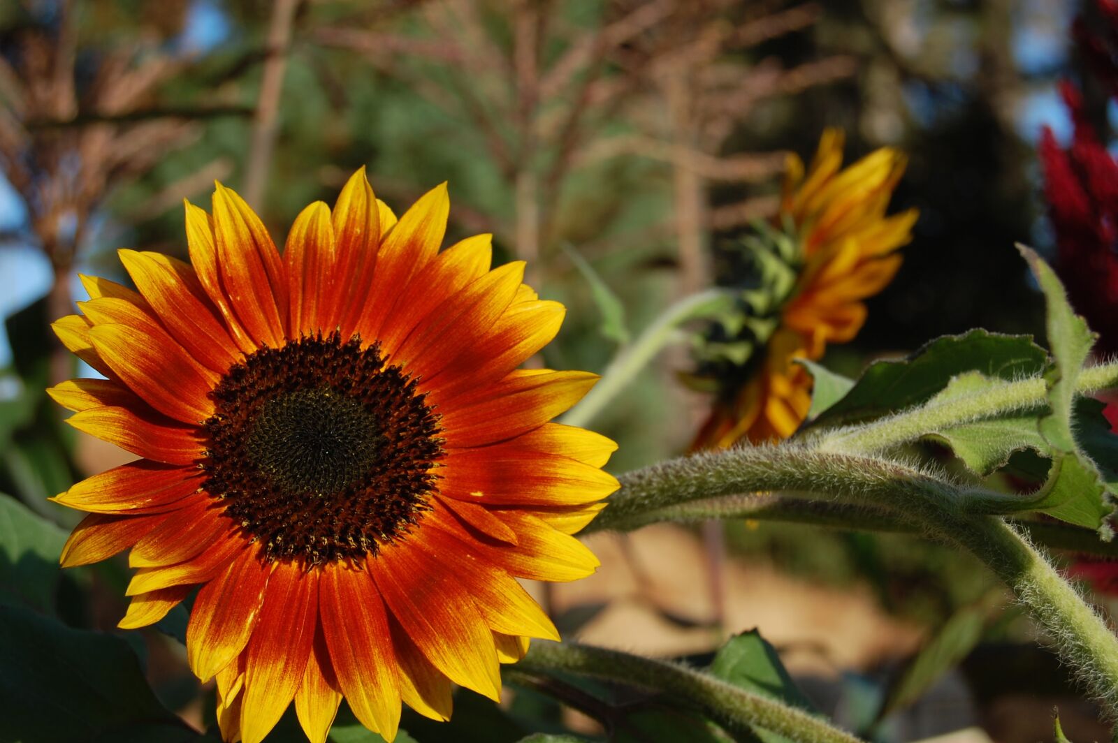 Nikon D40 sample photo. Sunflower, flower, plant photography