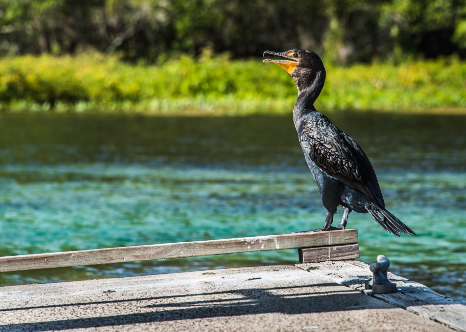 Nikon D750 sample photo. Fish bird, nature, animal photography