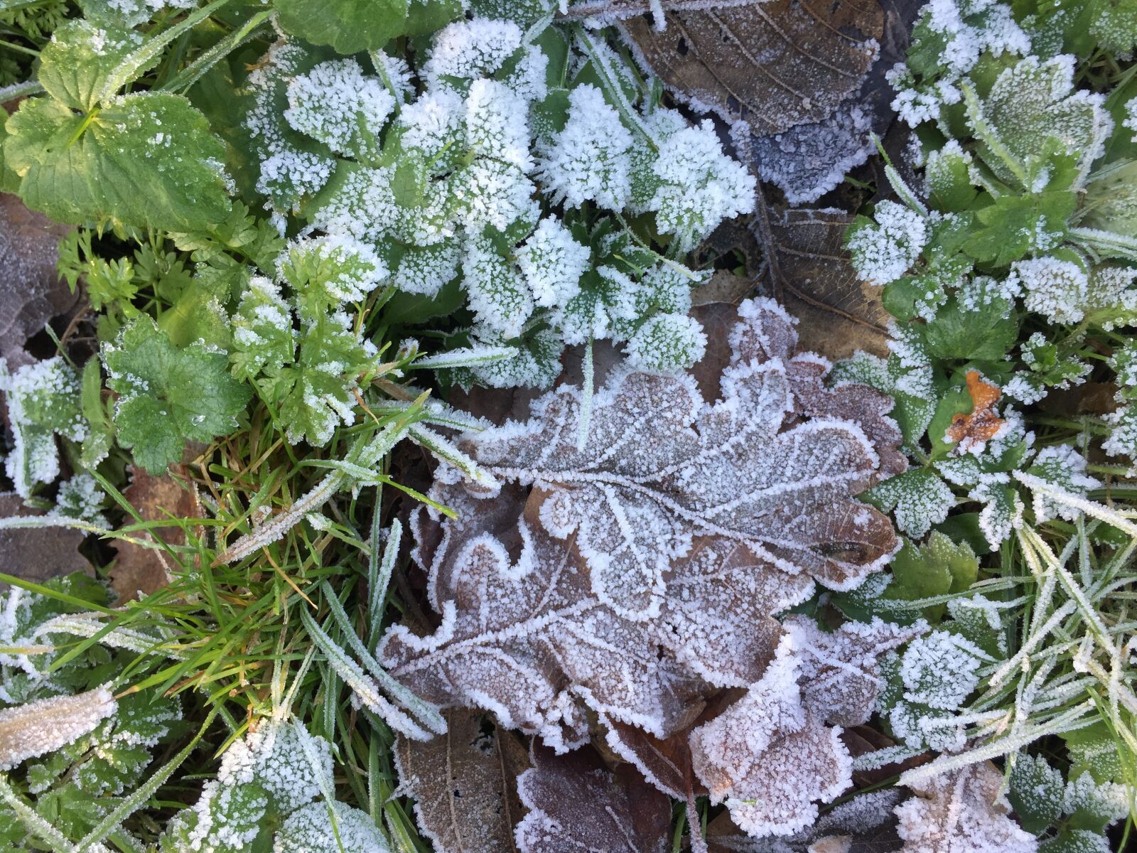 Apple iPhone 6 sample photo. Winter, ripe, cold photography