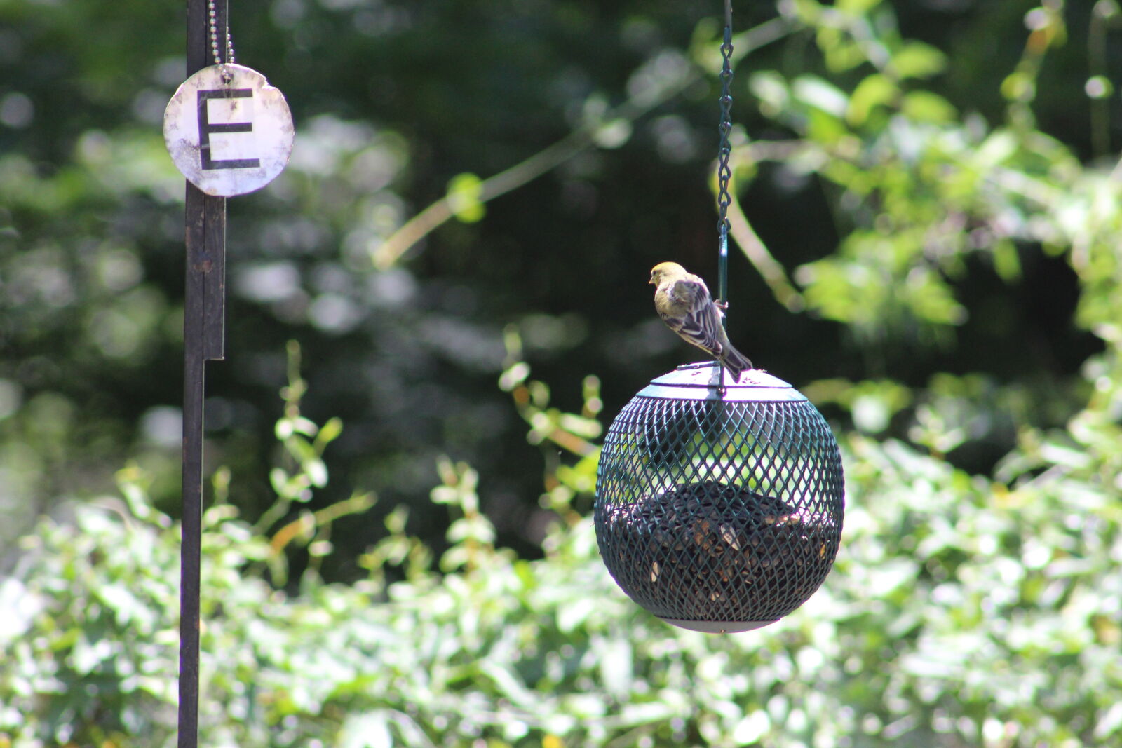 Canon EF 75-300mm f/4-5.6 sample photo. Bird, feeder photography