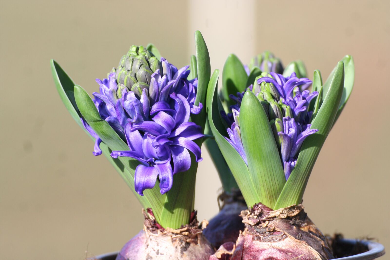 Canon EOS 350D (EOS Digital Rebel XT / EOS Kiss Digital N) sample photo. Hyacinth, onion, flower photography