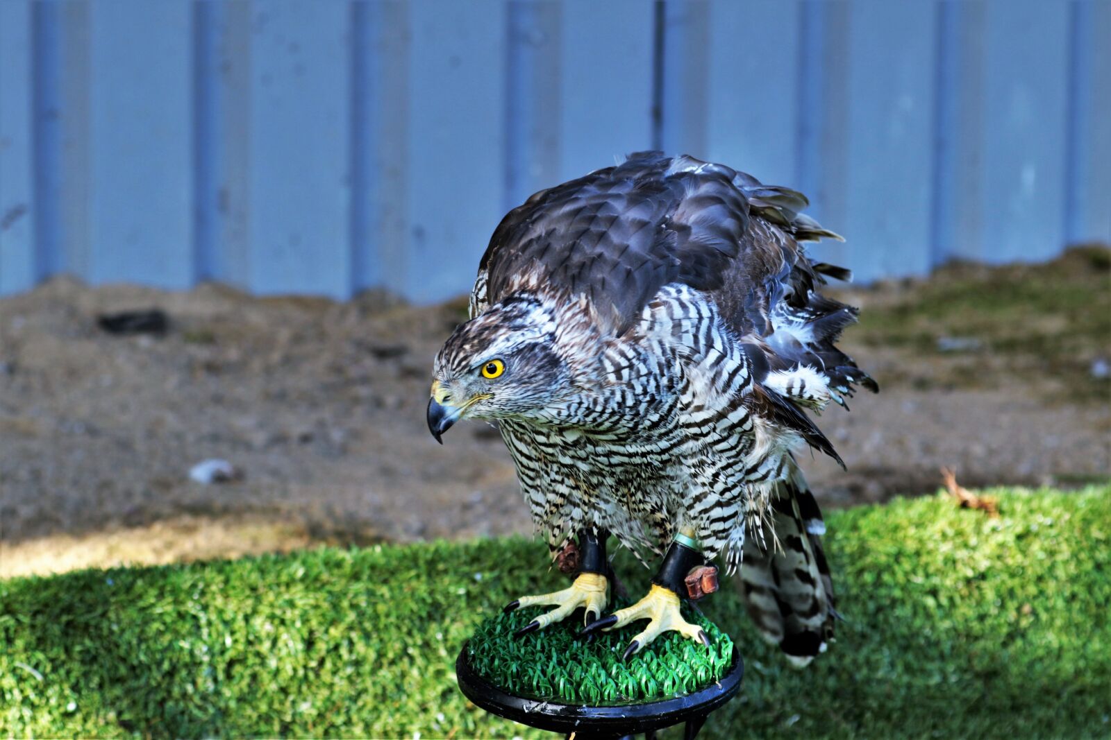 Canon EF 70-300mm F4-5.6L IS USM sample photo. Goshawk, hawk, bird photography