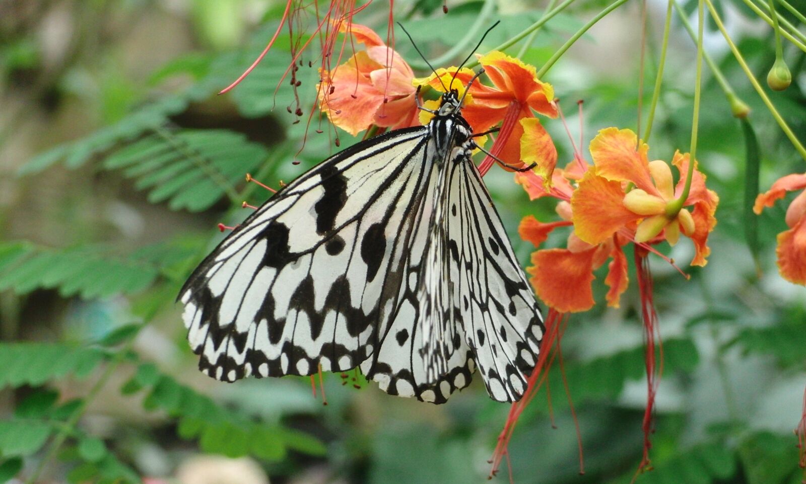 CASIO EX-FC100 sample photo. Butterfly, black, white photography