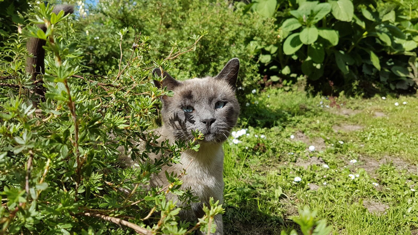 Samsung Galaxy S7 sample photo. Pet, cat, animal photography