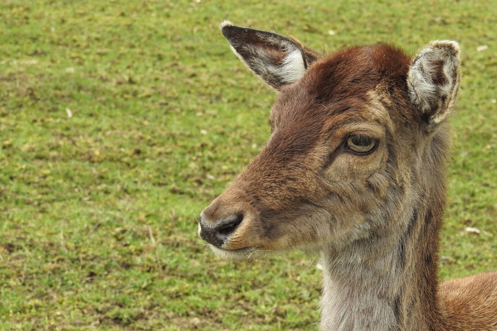Nikon Coolpix P900 sample photo. Roe deer, fallow deer photography