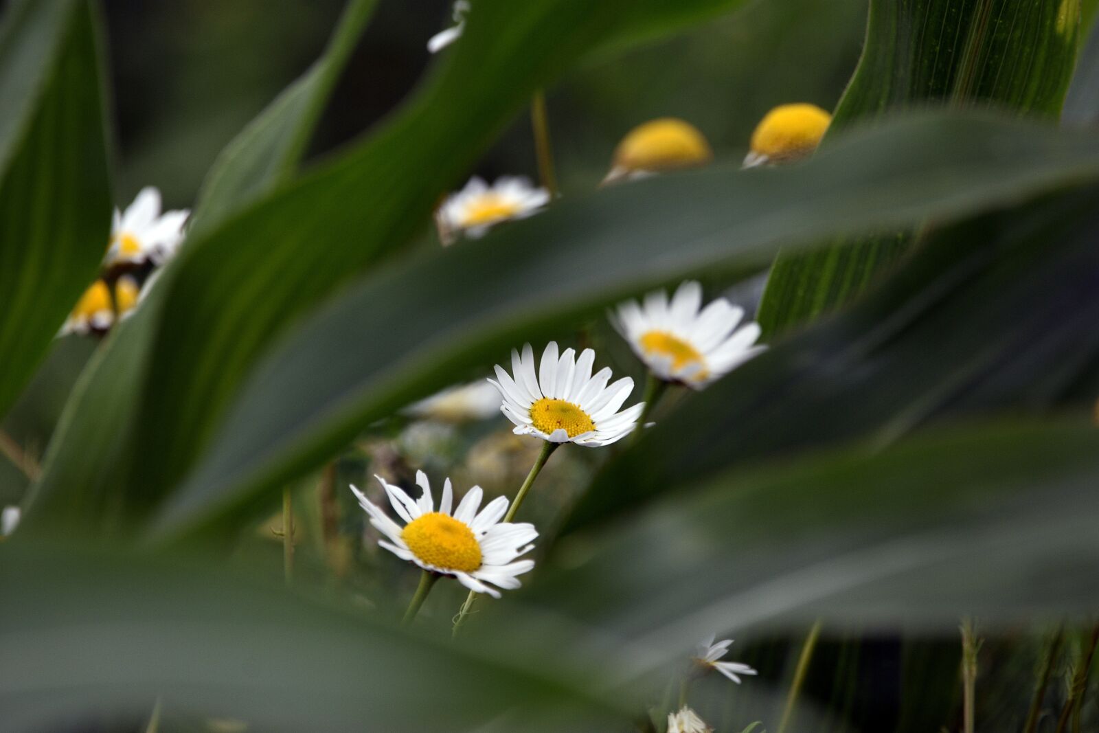 Nikon D3400 sample photo. Chamomile, flowers, foliage photography