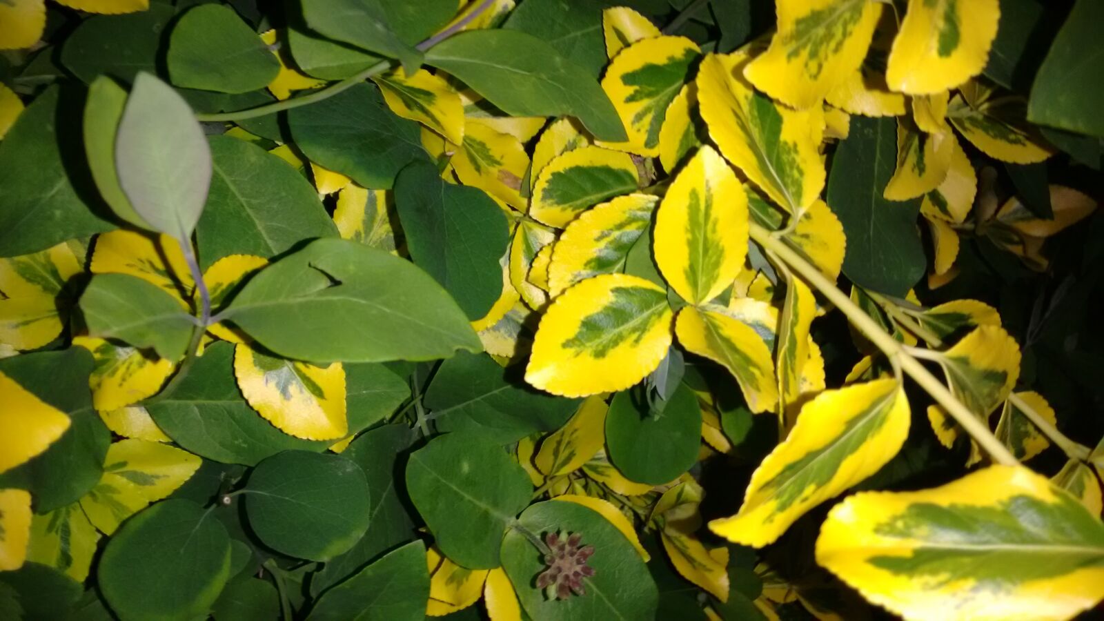 Motorola Moto G (2nd Gen) sample photo. Close, up, close, up photography