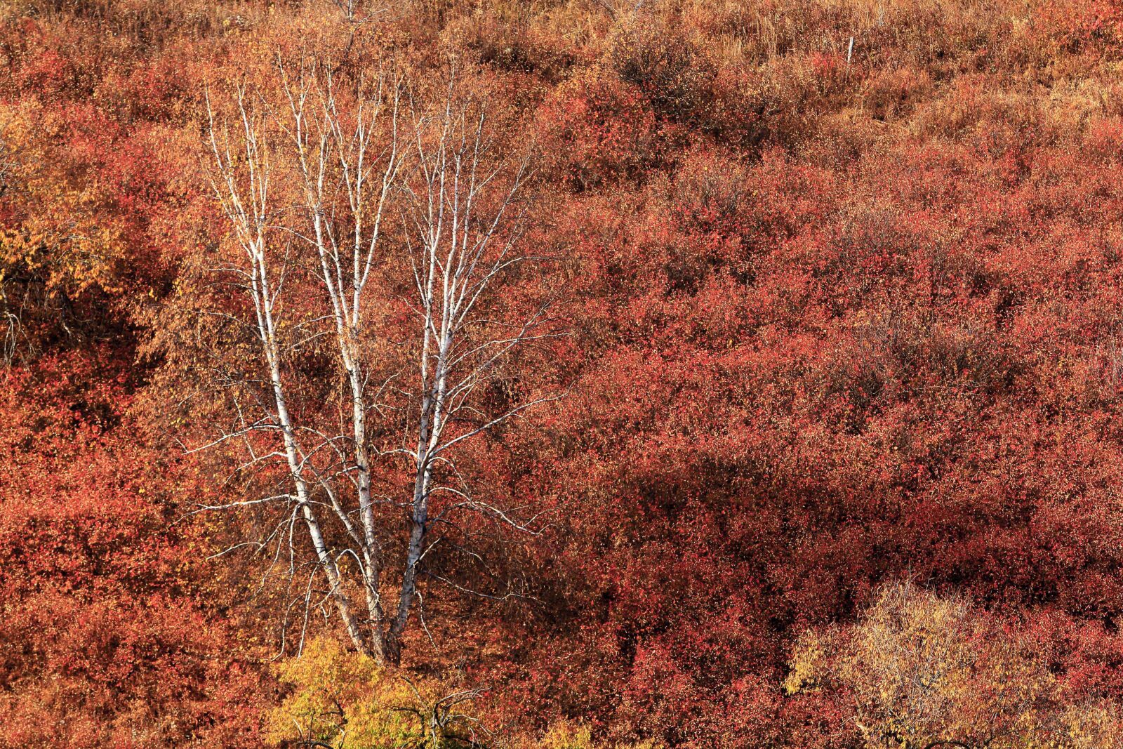 Canon EF 70-200mm F2.8L IS USM sample photo. Autumn, the scenery, golden photography