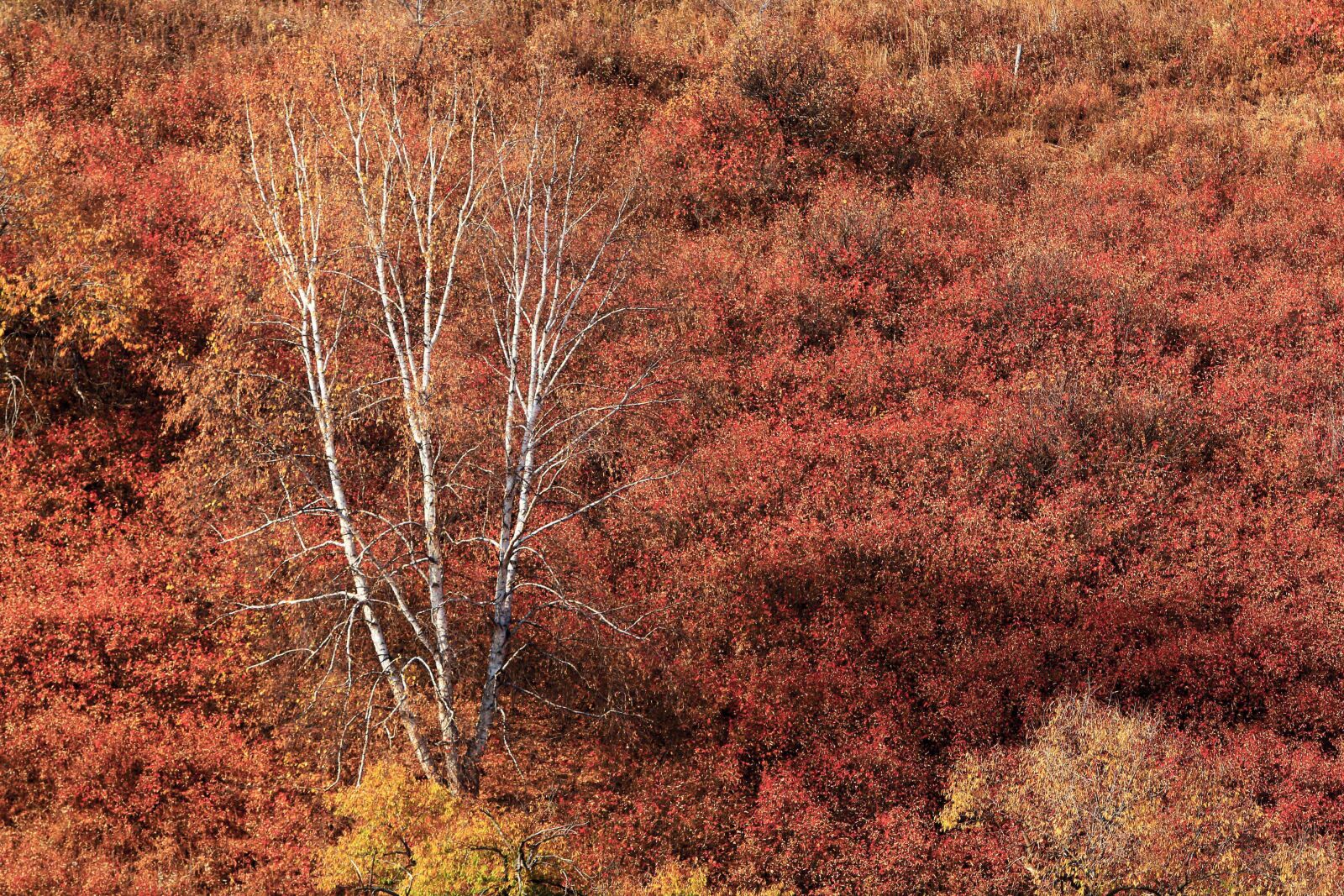 Canon EOS 70D + Canon EF 70-200mm F2.8L IS USM sample photo. Autumn, the scenery, golden photography