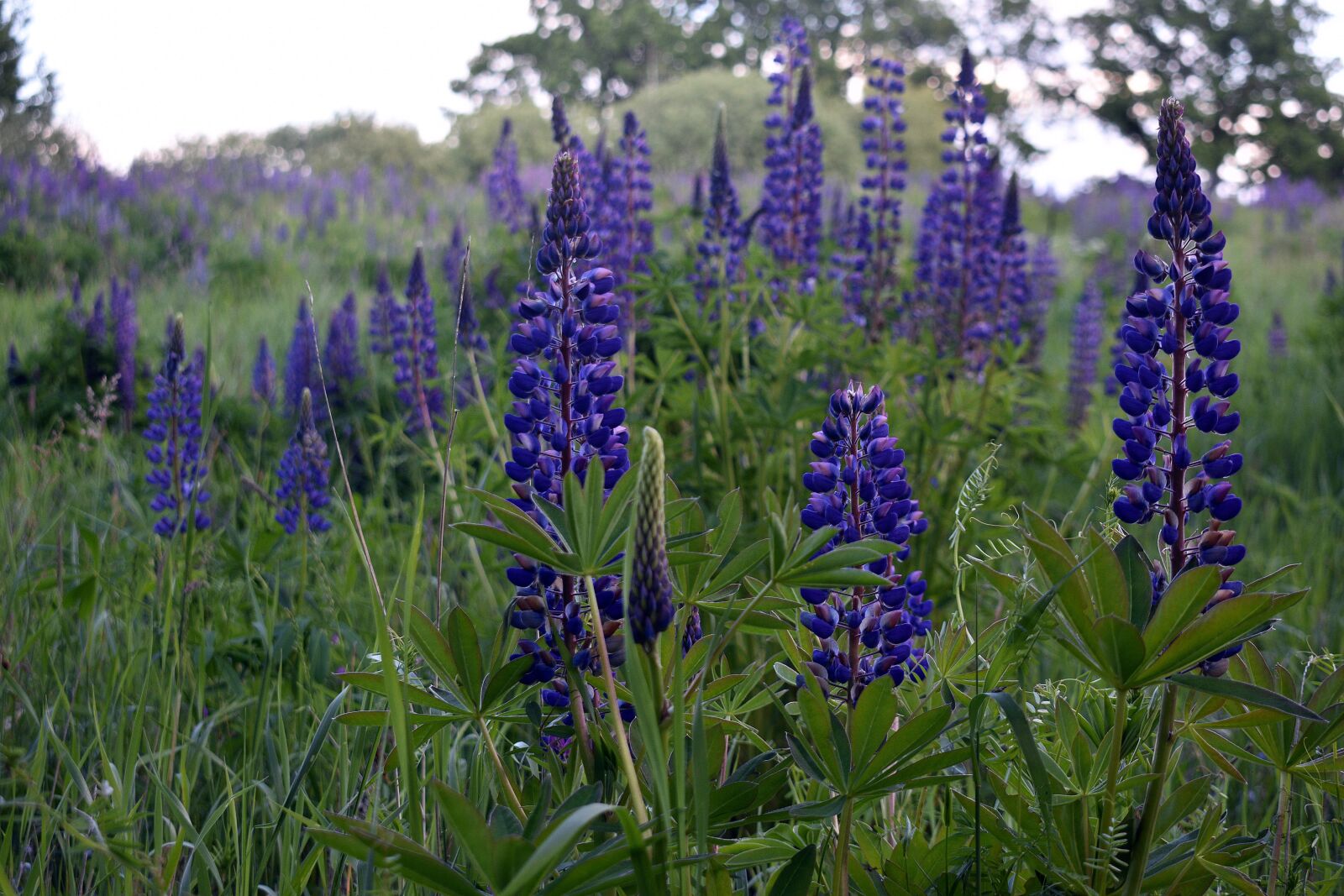 Nikon D3400 sample photo. Lupine, field, flower photography