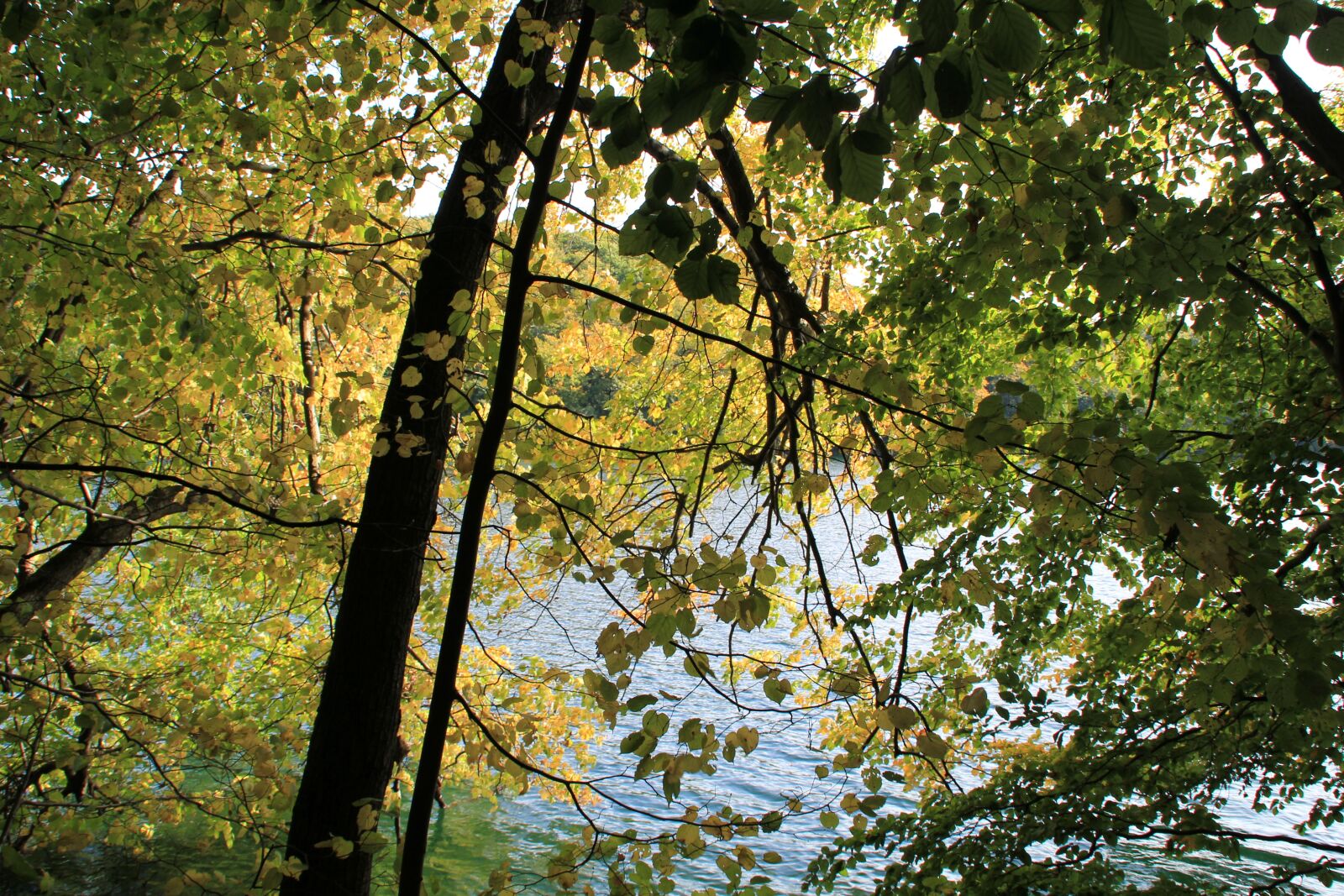Canon EOS 550D (EOS Rebel T2i / EOS Kiss X4) sample photo. Tree, lake, landscape photography