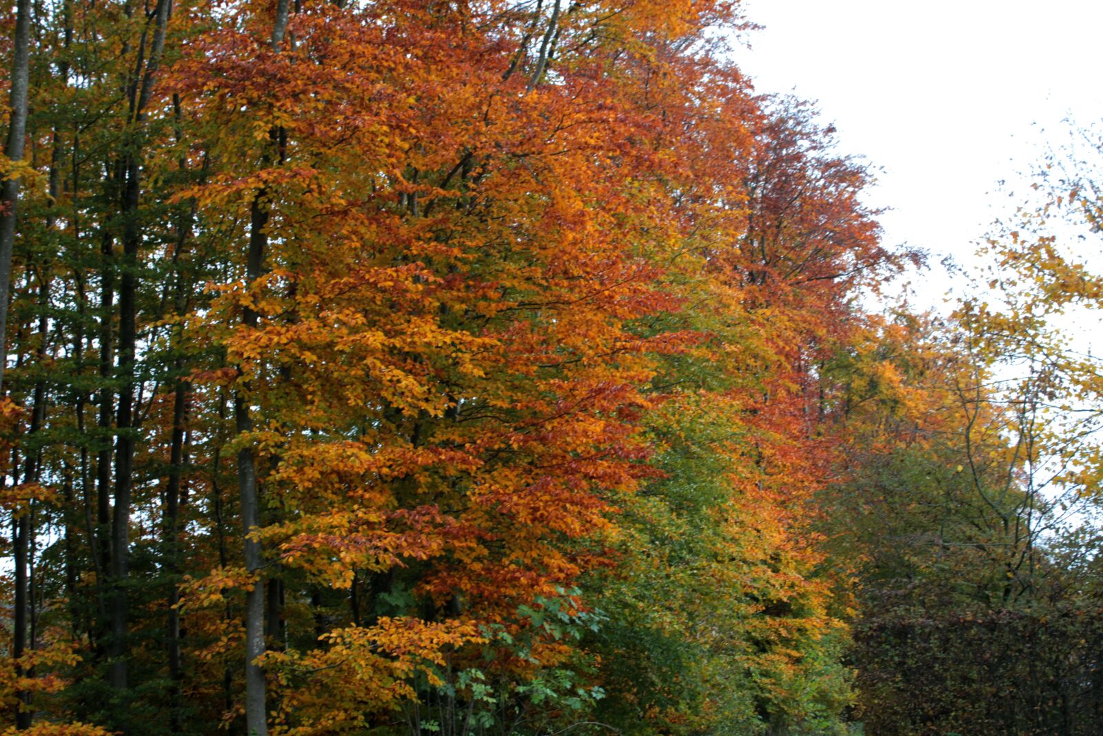 Canon EOS 600D (Rebel EOS T3i / EOS Kiss X5) sample photo. Autumn, forest, beech photography