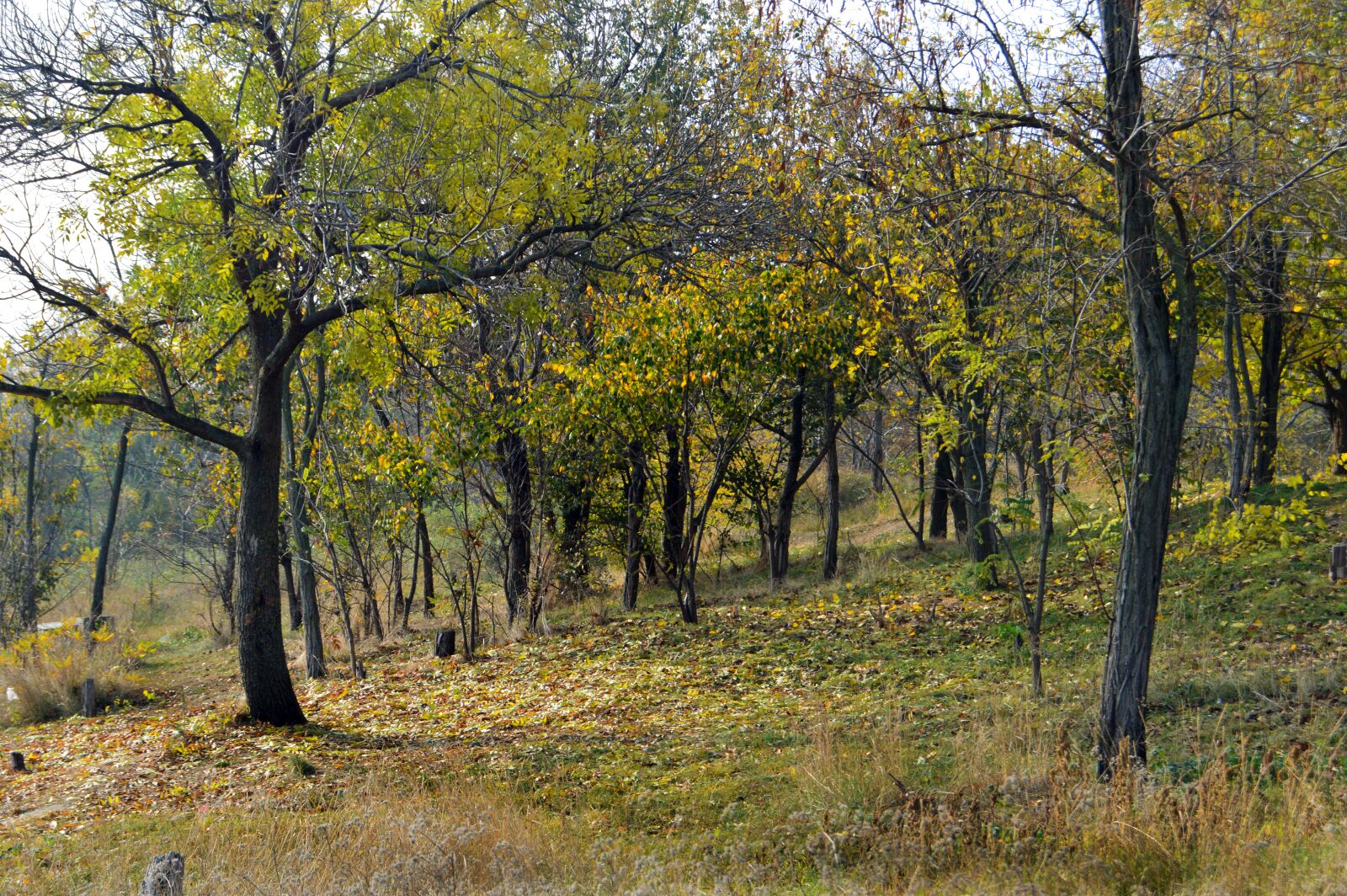 Nikon D3200 sample photo. Forest, trees, nature photography
