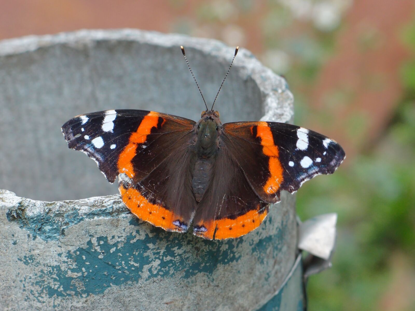 Olympus XZ-1 sample photo. Insects, butterfly, insect photography