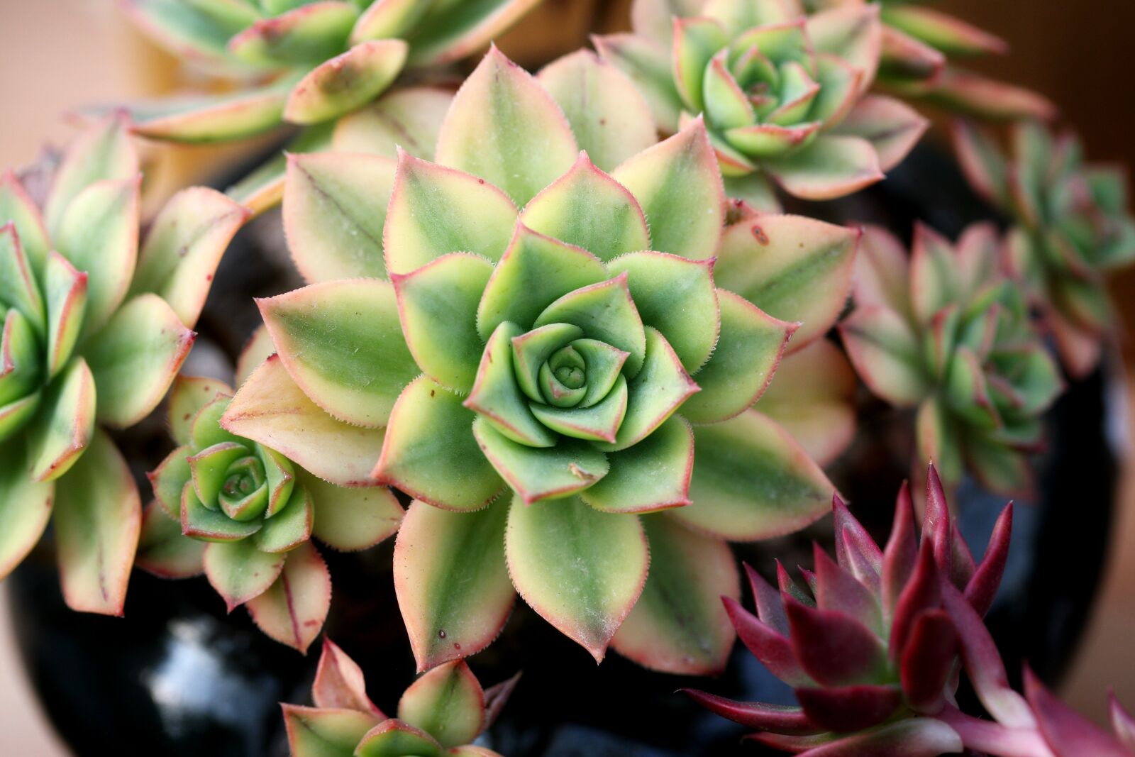 Canon EOS 5D sample photo. A fleshy plant, fleshy photography