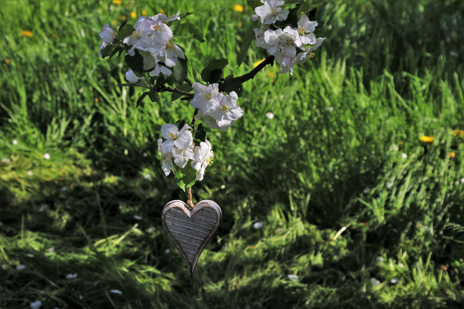 Canon EOS 80D sample photo. Heart, ornament, spring photography