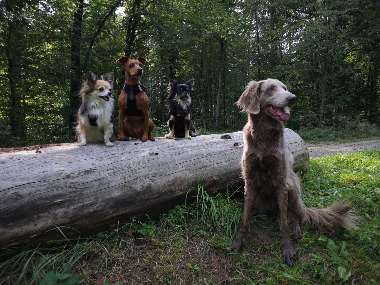 HUAWEI CLT-L29 sample photo. Dog, reh pinscher, weimaraner photography
