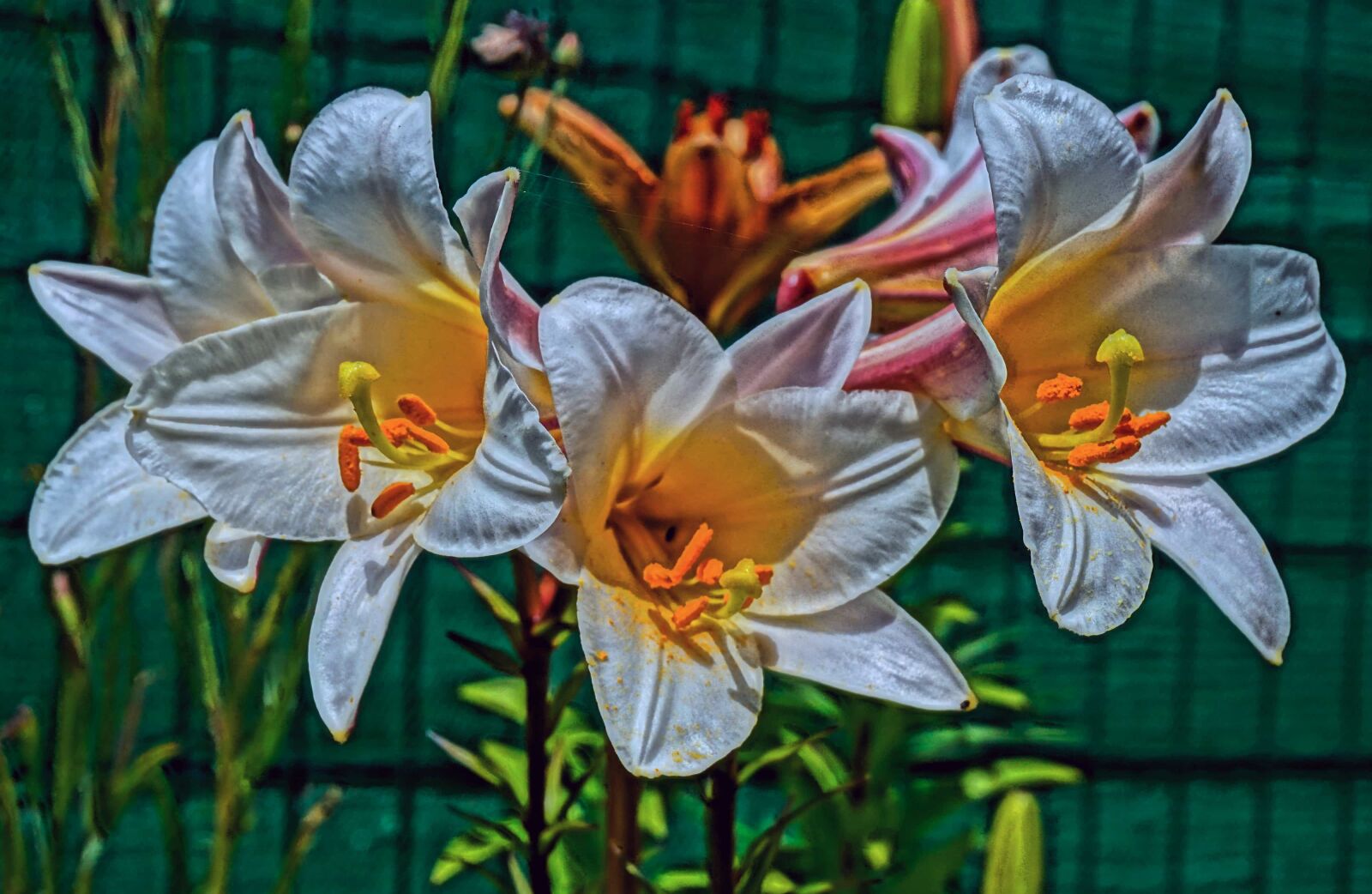 Sony Alpha a5000 (ILCE 5000) sample photo. Lily, leaf, plant, nature photography