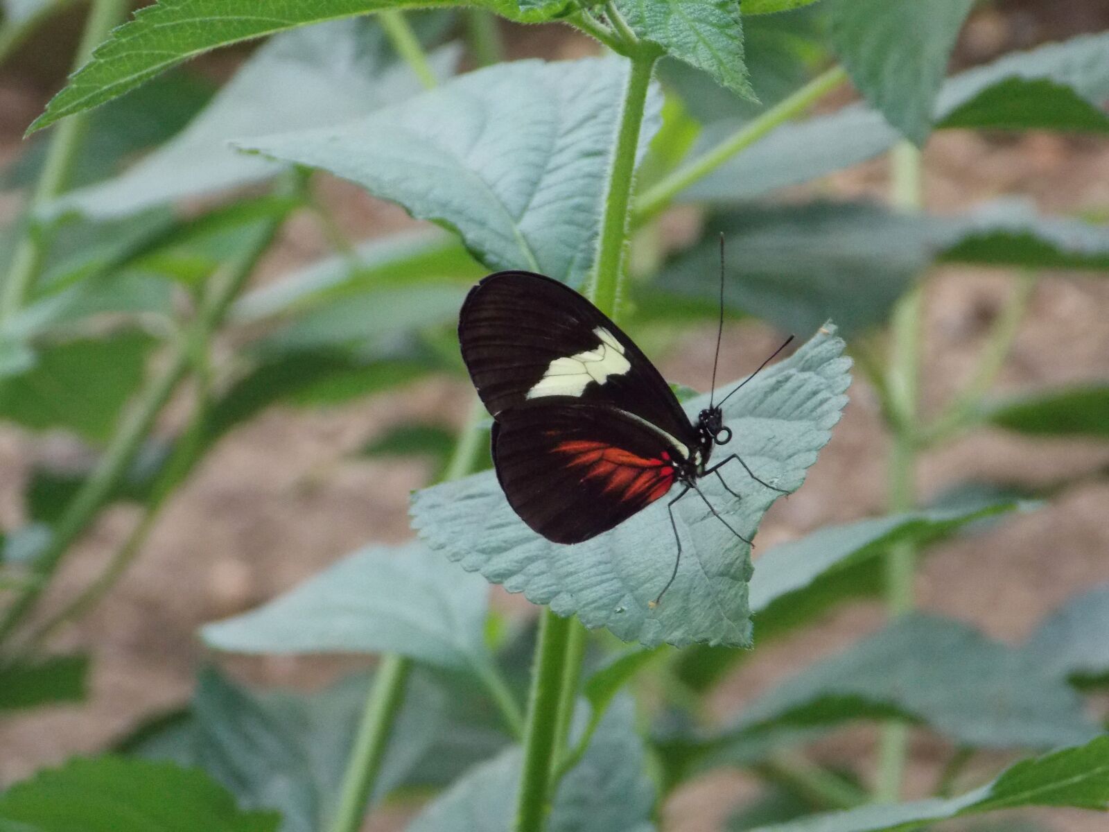 Nikon Coolpix L810 sample photo. Butterfly, leaves, close up photography