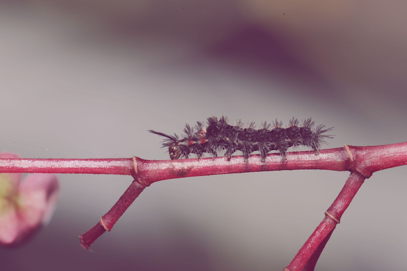 Canon EOS 6D Mark II sample photo. Bug, insect, macro photography