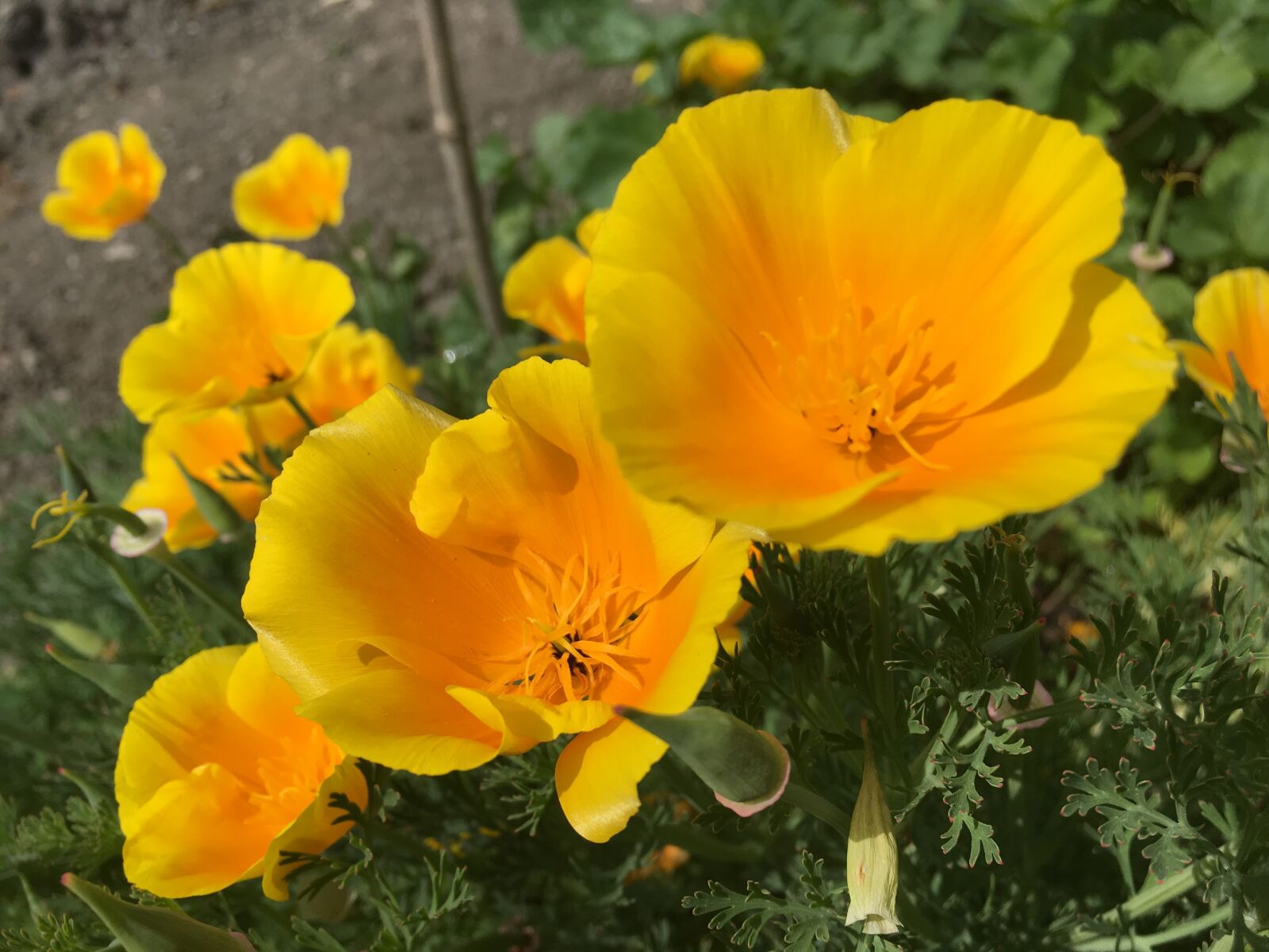 Apple iPhone 6s sample photo. Flowers, yellow, orange photography