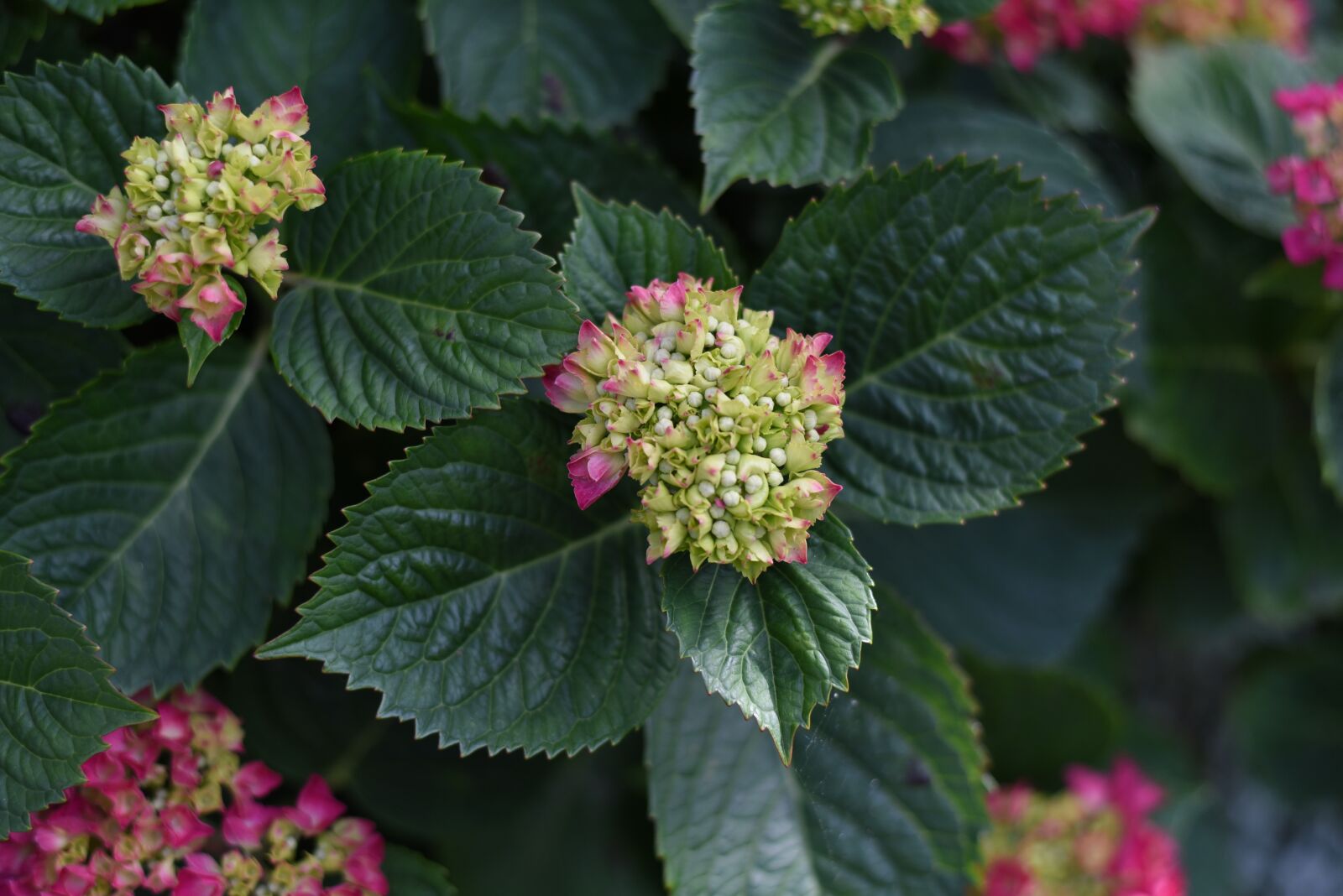 Nikon D750 sample photo. Flower, green, nature photography