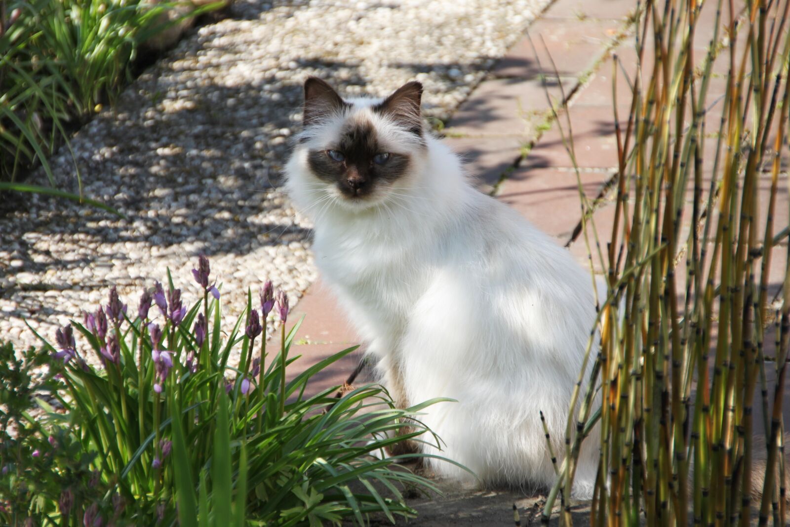 Canon EOS 500D (EOS Rebel T1i / EOS Kiss X3) sample photo. Sacred birman, cat, breed photography