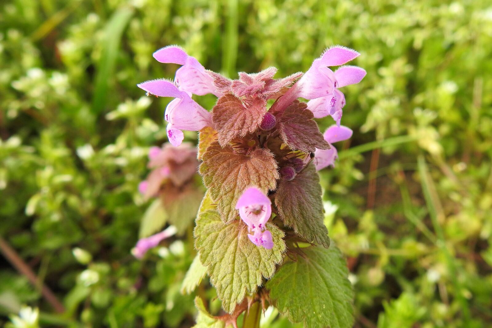 Nikon Coolpix P900 sample photo. Nature, flower, plant photography