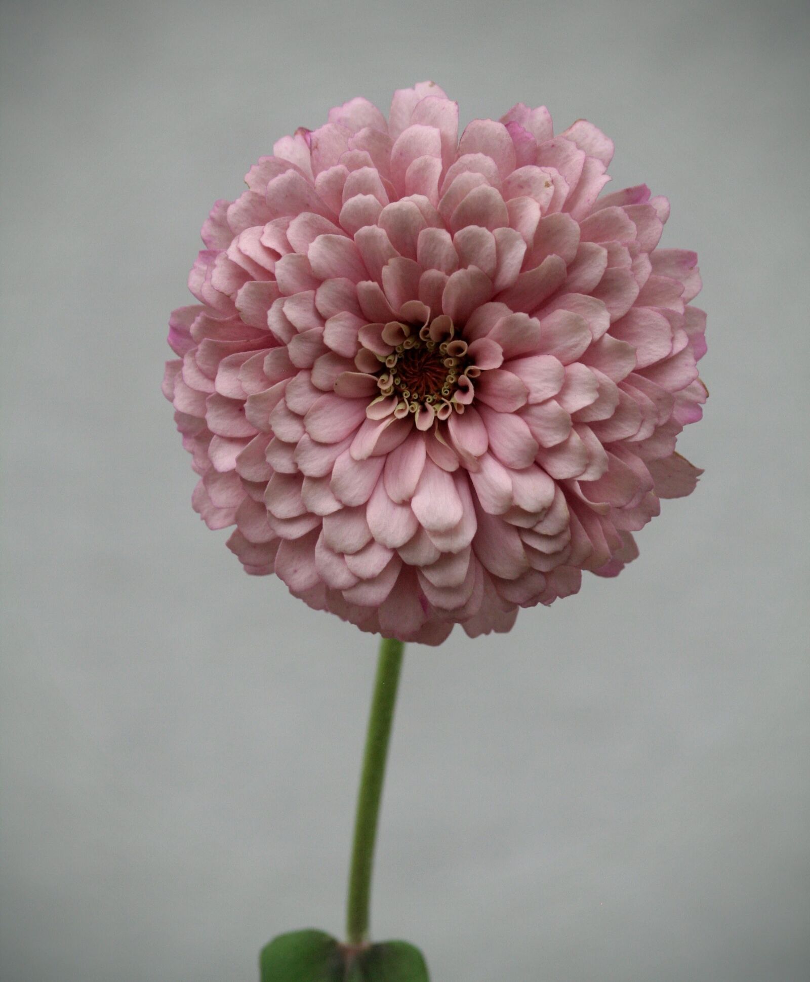 Canon EOS 350D (EOS Digital Rebel XT / EOS Kiss Digital N) sample photo. Zinnia, flower, summer photography