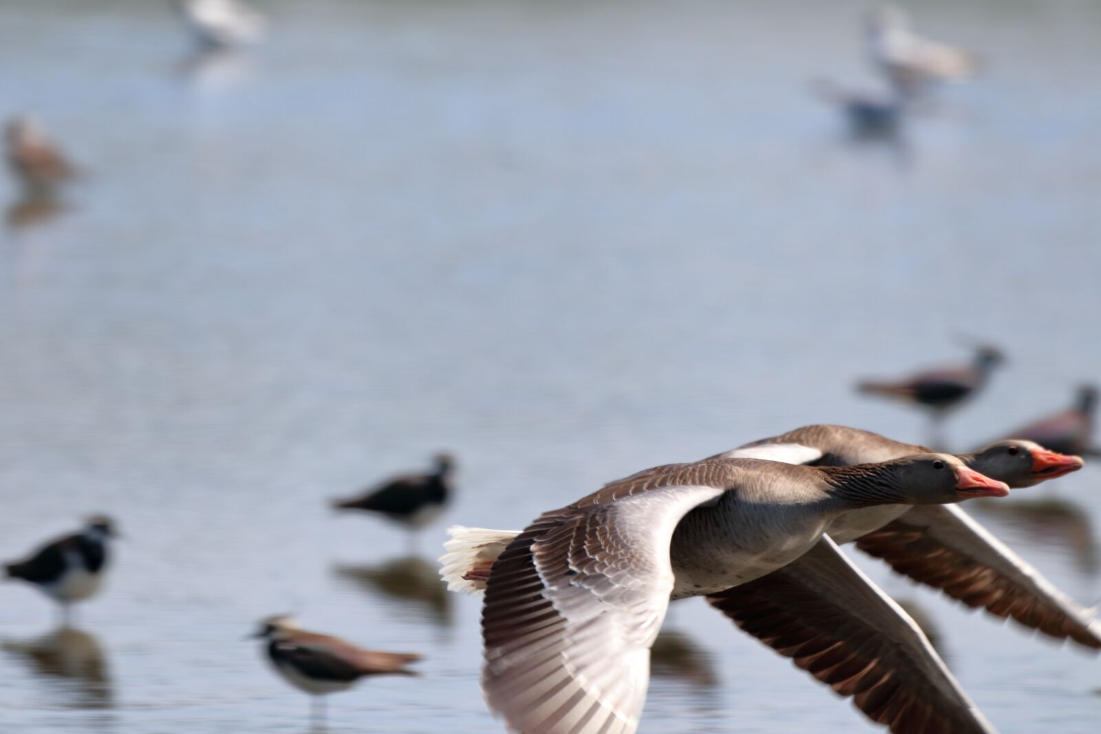 150-600mm F5-6.3 DG OS HSM | Contemporary 015 sample photo. Bird, nature, animal photography