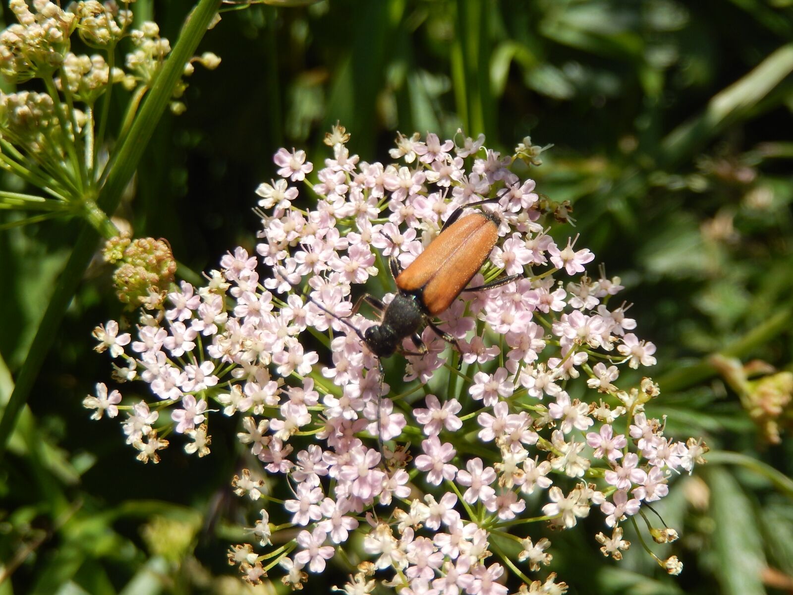 Nikon Coolpix S9500 sample photo. Beetles, insect, macro photography