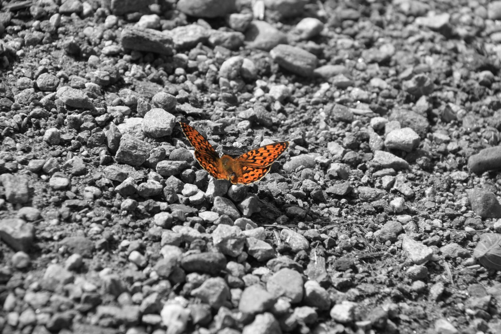 Canon EOS 500D (EOS Rebel T1i / EOS Kiss X3) + Canon EF-S 18-200mm F3.5-5.6 IS sample photo. Butterfly, stones, nature photography