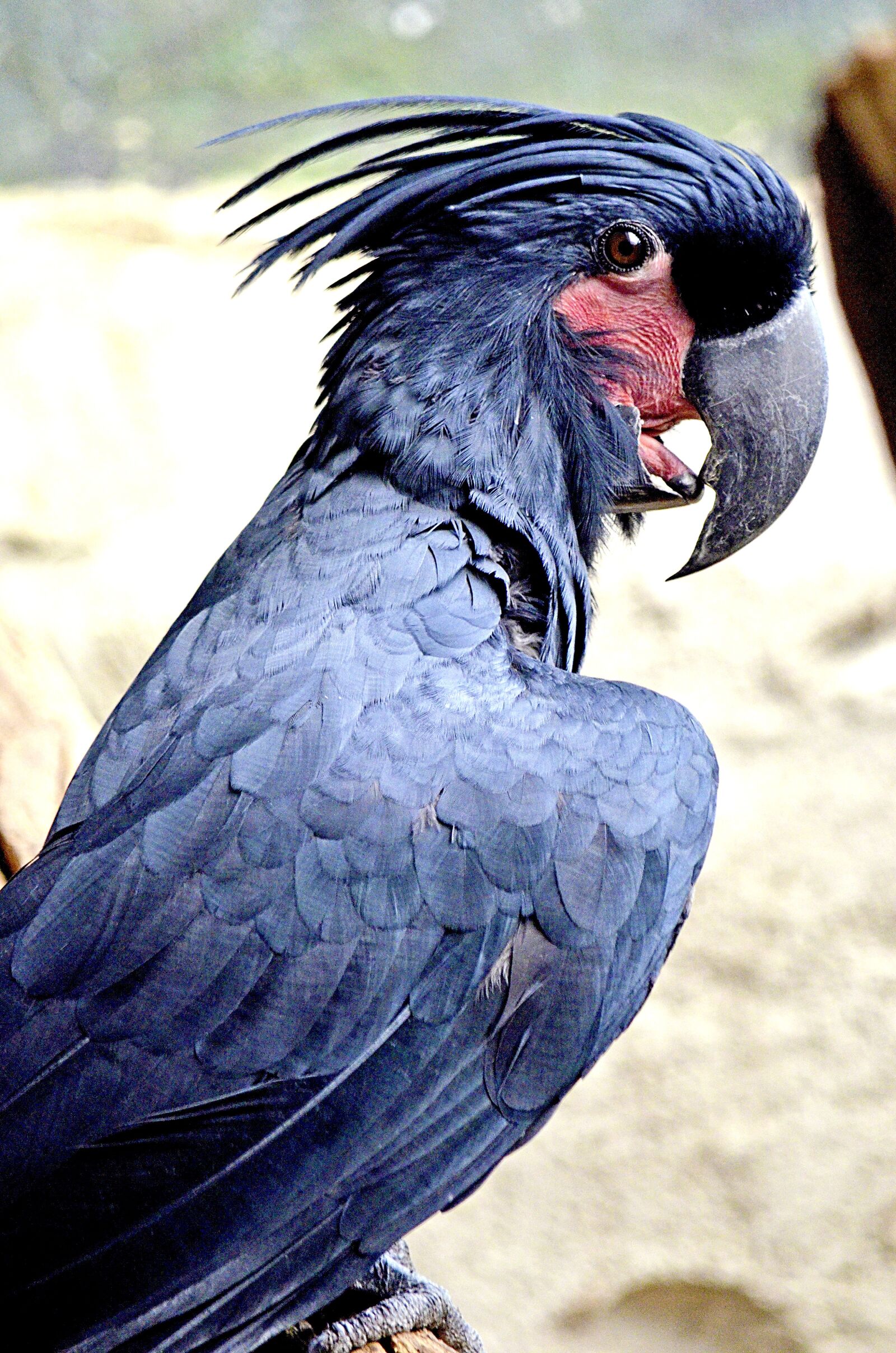 Nikon D5100 sample photo. Palm cockatoo, macaw cockatoo photography