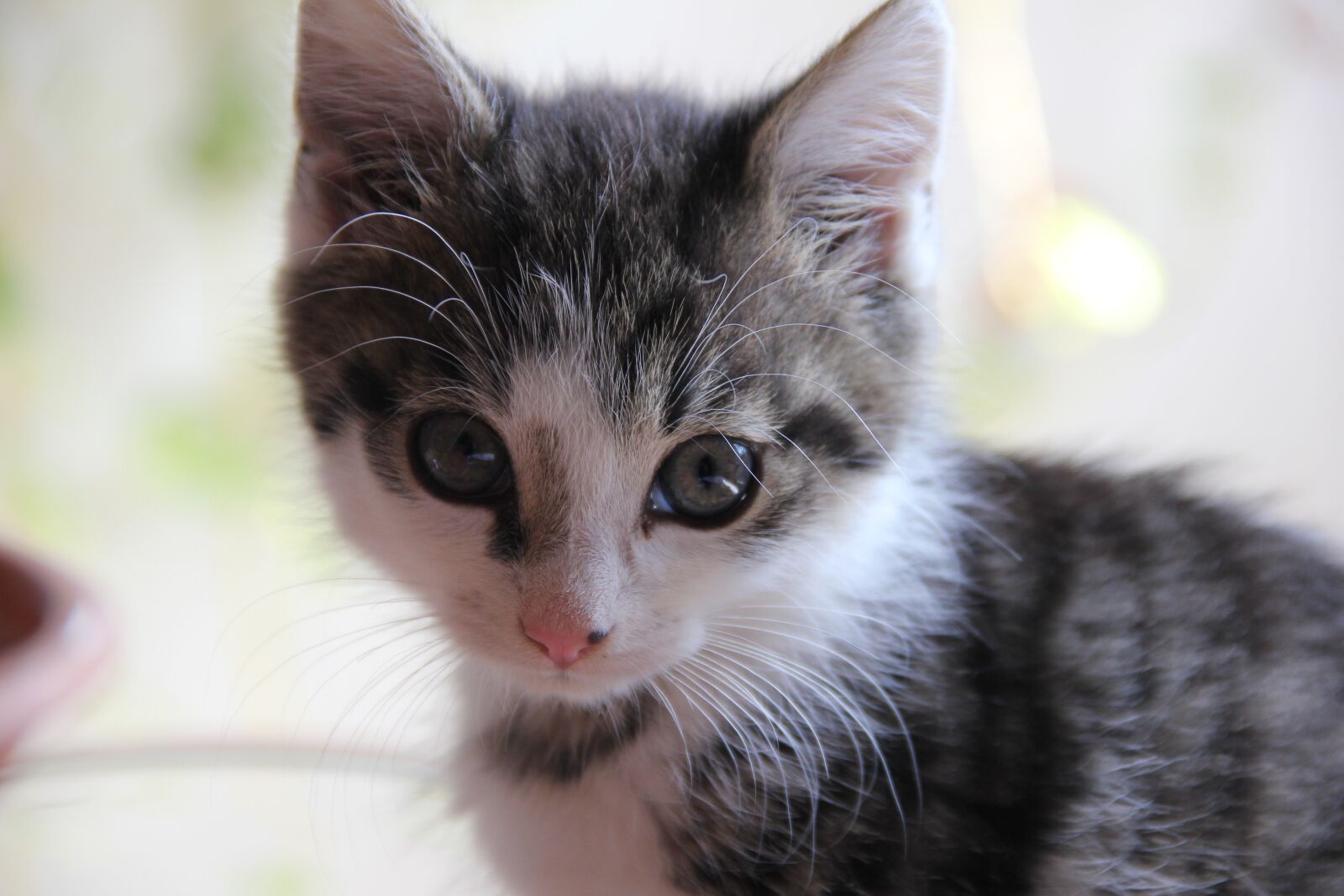 Canon EOS 550D (EOS Rebel T2i / EOS Kiss X4) sample photo. Cat, puppy, cute photography