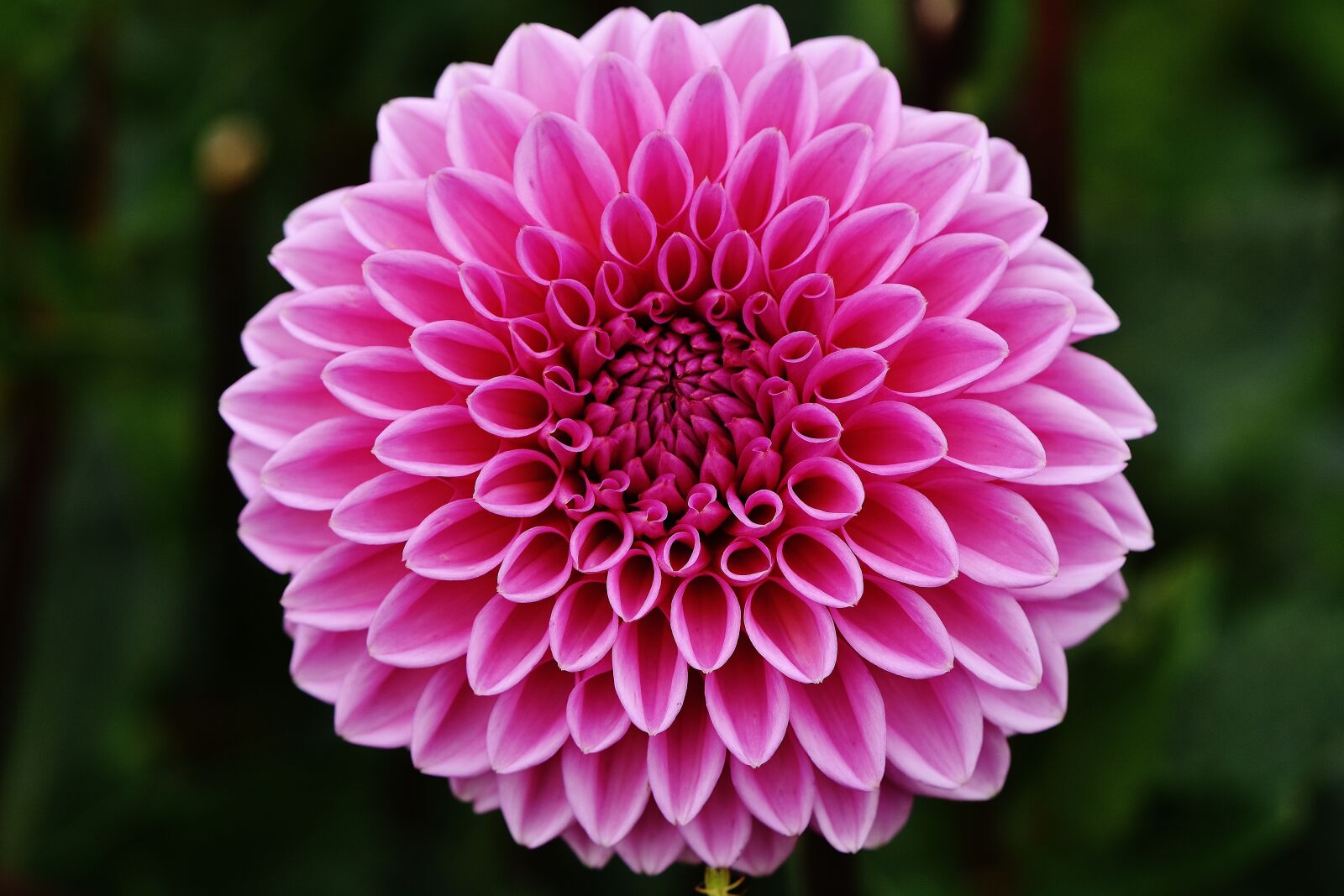 Nikon D7200 sample photo. Dahlia, dahlias, autumn photography