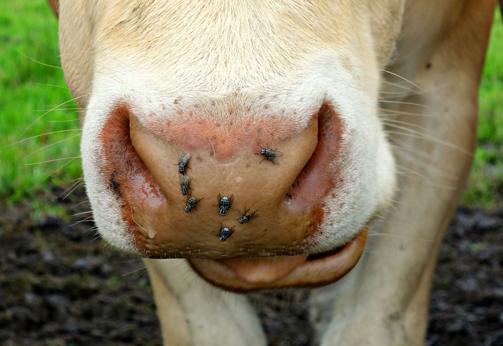Sony Cyber-shot DSC-RX100 sample photo. Cow, nose, cow nose photography