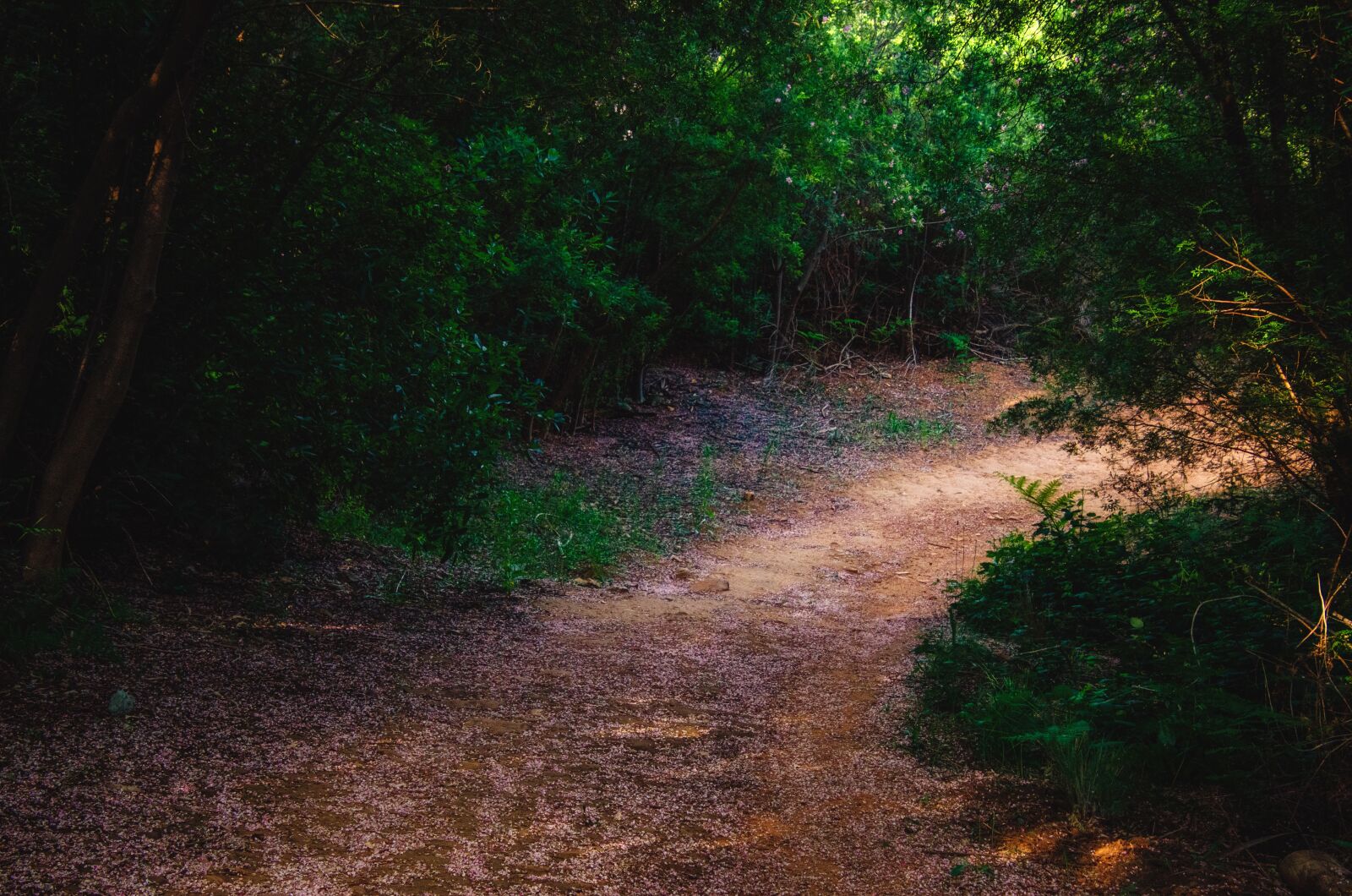 Nikon D7000 sample photo. Path, petals, nature photography