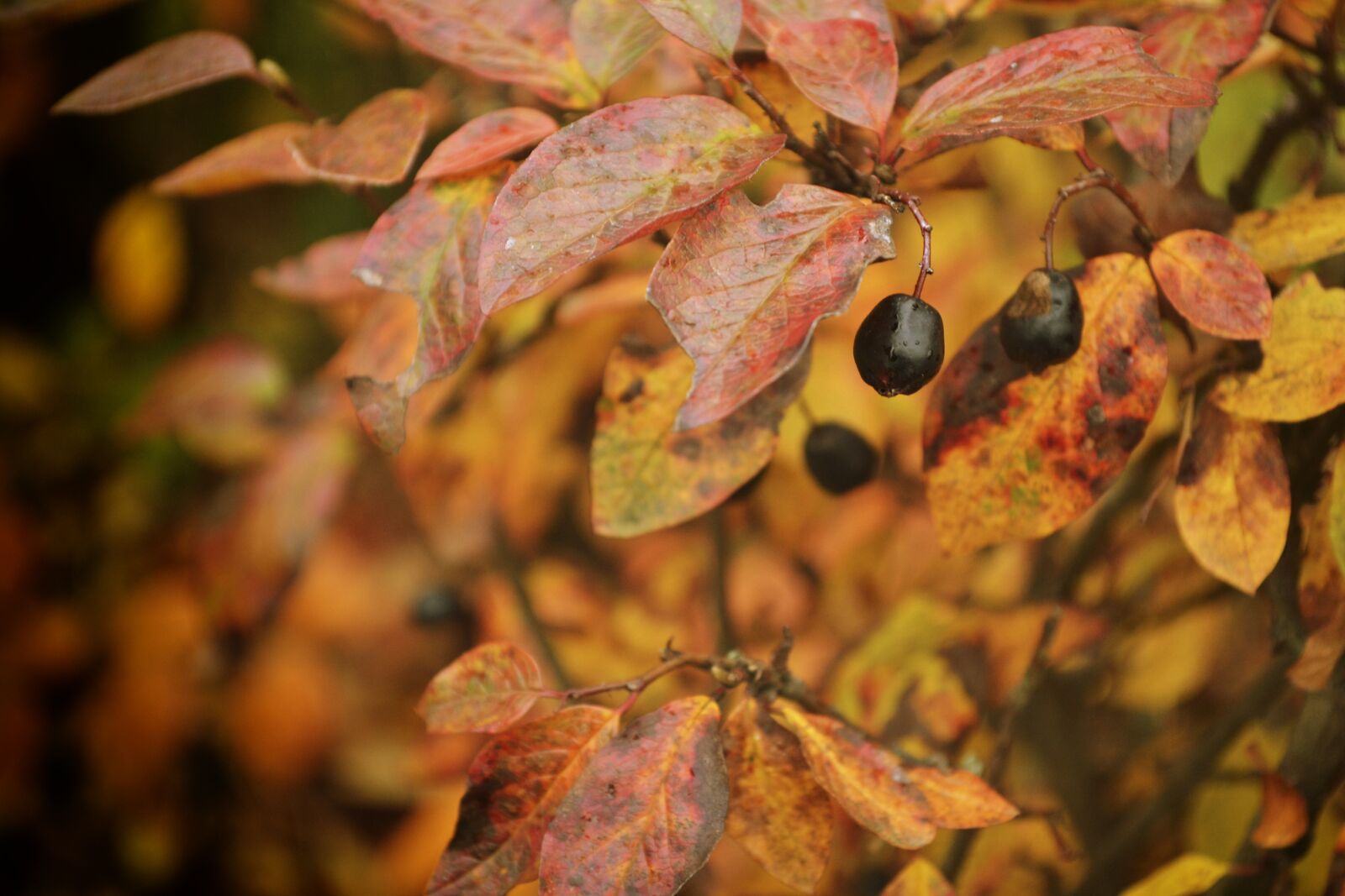 Nikon D3100 sample photo. Autumn, berry, nature photography