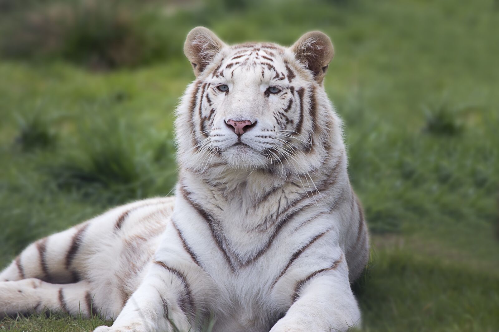 Canon EOS 7D Mark II sample photo. White, bengal, tiger photography