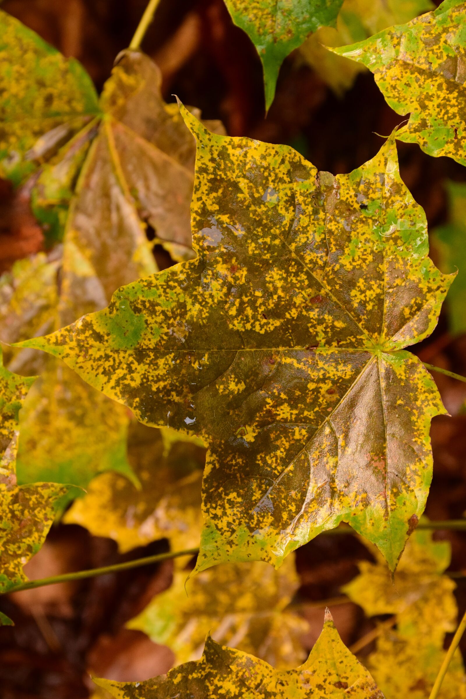 Nikon D3300 sample photo. Autumn, fall foliage, leaves photography